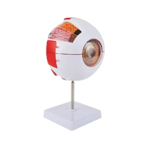 Modelo de Ojo Anatómico